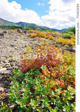 在秋天的顏色，北海道美瑛町，望月町台 75403094