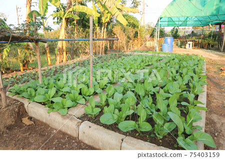 brassica juncea, green lettuce or lettuce brassica juncea, green lettuce or lettuce 75403159