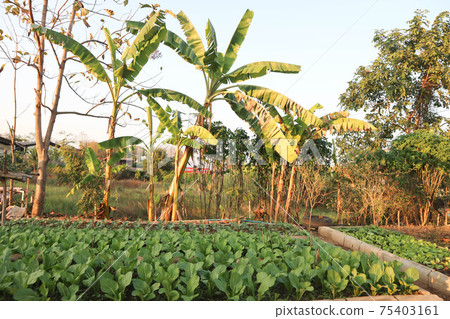 brassica juncea, green lettuce or lettuce brassica juncea, green lettuce or lettuce 75403161