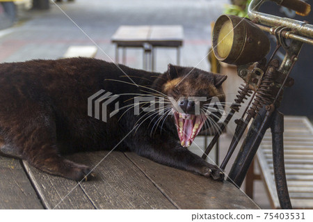 Luwak Civet , Bali Indonesia : Luwak Coffee is the most expensive coffee in the world Luwak Civet , Bali Indonesia : Luwak Coffee is the most expensive coffee in the world 75403531