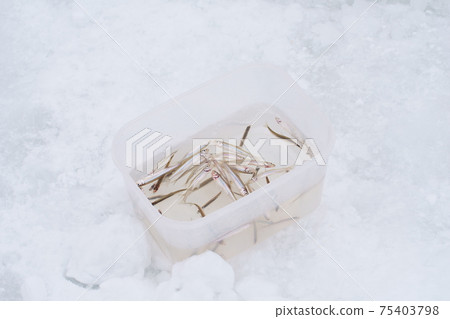 Smelt fish caught 75403798