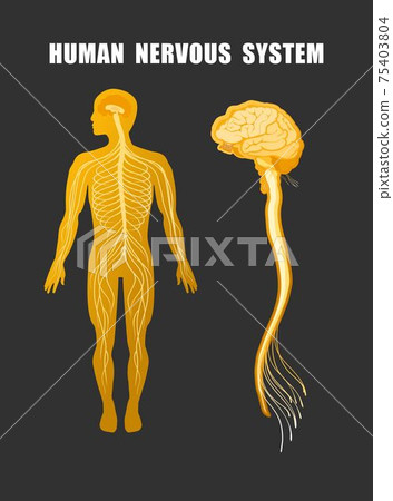 human nervous system educational scheme 75403804