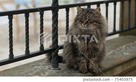 Funny furry adult tiger green-eyed cat sitting on the embankment and looks out to sea. Funny furry adult tiger green-eyed cat sitting on the embankment and looks out to sea. 75403975