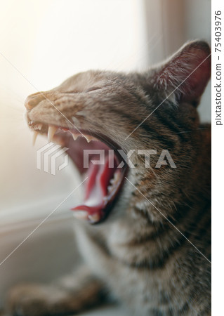 Tabby pussycat yawns. Tabby pussycat yawns. 75403976
