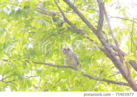 Ezo Owl的孩子 Ezo Owl的孩子 75403977