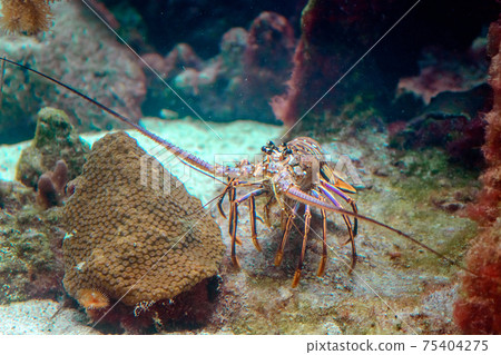 A snapshot of spiny lobster in a natural habitat on the seabed. 75404275