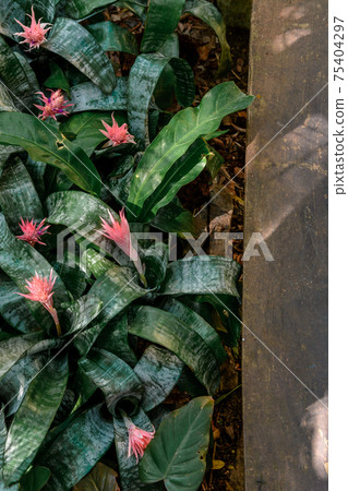 Bromeliad flower shot in a botanical garden. Bromeliad flower shot in a botanical garden. 75404297