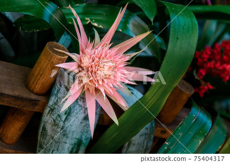 Bromeliad flower shot in a botanical garden. 75404317