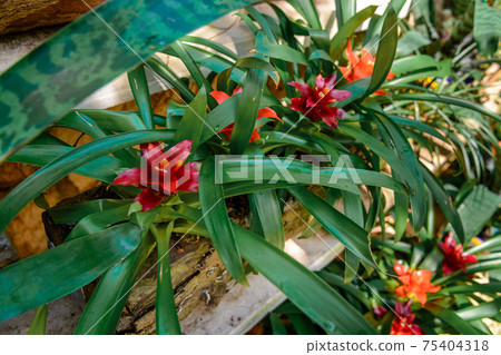 Bromeliad flower shot in a botanical garden. 75404318