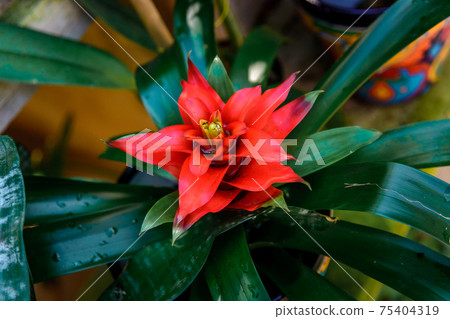 Bromeliad flower shot in a botanical garden. 75404319