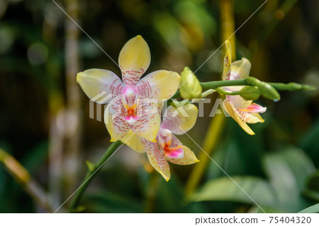 Pink branch orchid flowers Orchidaceae Phalaenopsis known as the Moth Orchid. 75404320