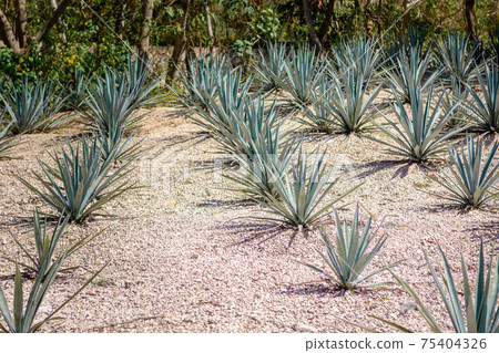 The field of agave planted for the manufacture of tequila. Mexico, Quintano Roo. The field of agave planted for the manufacture of tequila. Mexico, Quintano Roo. 75404326