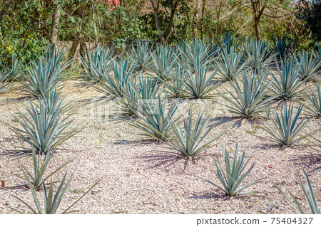 The field of agave planted for the manufacture of tequila. Mexico, Quintano Roo. The field of agave planted for the manufacture of tequila. Mexico, Quintano Roo. 75404327