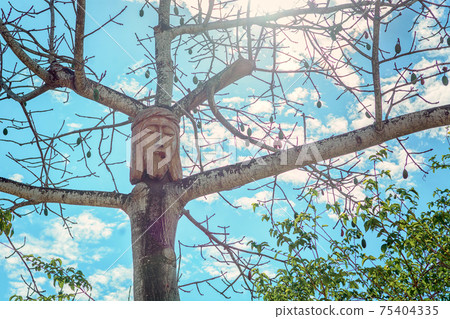 The tree on which the face of Jesus is carved. Back light. The tree on which the face of Jesus is carved. Back light. 75404335