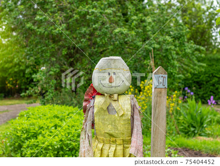 Scarecrow in summer allotment gardens, Stockport, Cheshire, UK. Scarecrow in summer allotment gardens, Stockport, Cheshire, UK. 75404452