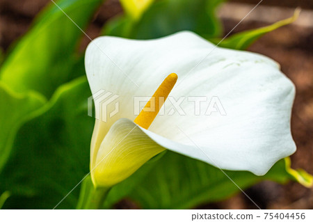 Giant white arum lily stamen. Giant white arum lily stamen. 75404456