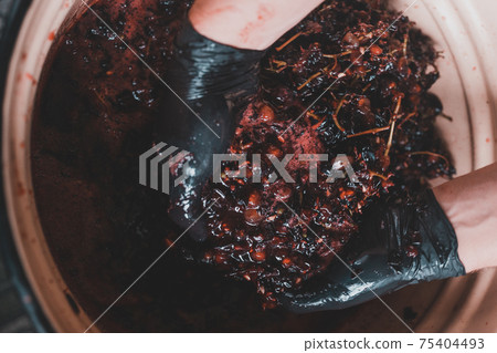 A man squeezes the juice from the grapes with his hands on wine, home-made wine. 75404493