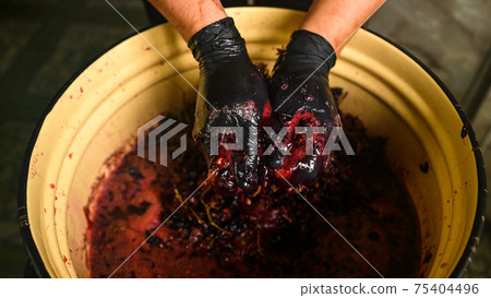 Winemaking at home, squeezing grape juice by hand, the natural fermentation process. Winemaking at home, squeezing grape juice by hand, the natural fermentation process. 75404496