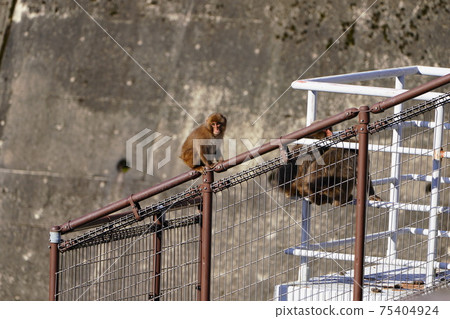 A monkey basking in the sun at a dam site 75404924