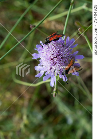 Red bug in the nature 75404929