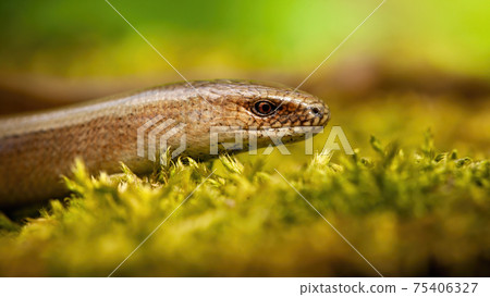 Slowworm looking on moss in spring sunlight from close up Slowworm looking on moss in spring sunlight from close up 75406327