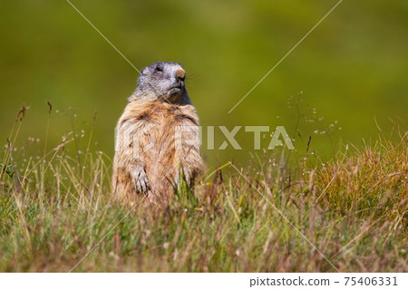 Alpine marmot standing on rear legs and looking out for danger on horizon Alpine marmot standing on rear legs and looking out for danger on horizon 75406331