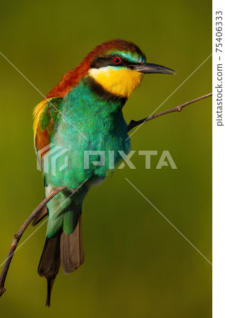 European bee-eater singing on bough in summer sunlight European bee-eater singing on bough in summer sunlight 75406333