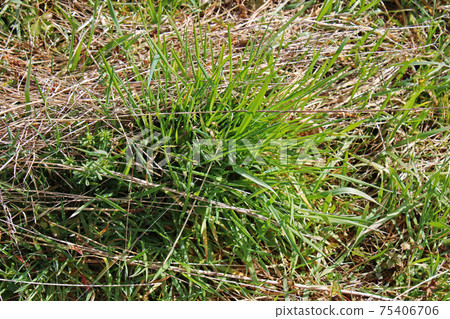 Springtime beginning at surroundings of Zagreb, Croatia 75406706