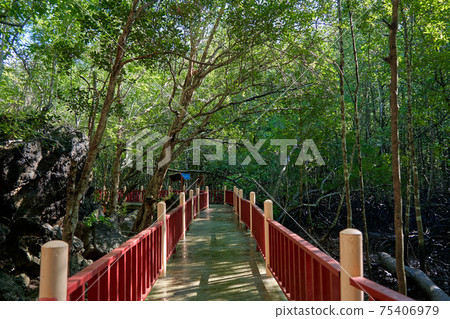Walk through the mangrove forest in Asia 75406979
