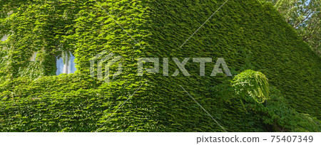 Vine creeper around window on facade house covered wild grape vertical plants green eco home Ivy clad building. Green facade banner eco house evergreen hedge wall overgrown by wild grapes covered ivy 75407349