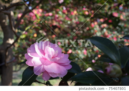 茶花 75407801