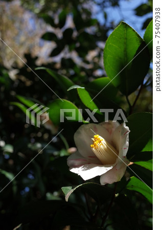 Hakusan tea flower 75407938