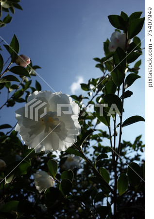 Hakusan tea flower 75407949