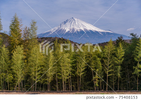(靜岡縣)富士宮山村里的竹林和富士山 (靜岡縣)富士宮山村里的竹林和富士山 75408153