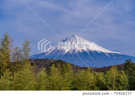 (靜岡縣)富士宮山村里的竹林和富士山 (靜岡縣)富士宮山村里的竹林和富士山 75408157