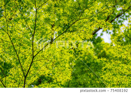 Fresh green of Korankei in early summer [Aichi Prefecture] 75408192