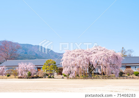 Weeping cherry tree at Kuchihara School: Iida City, Nagano Prefecture 75408283