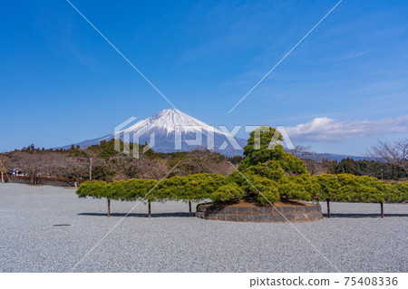 (靜岡縣)大雪寺附近的松樹和富士山 (靜岡縣)大雪寺附近的松樹和富士山 75408336