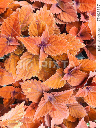 Coleus campfire, reddish-colored garden foliage Coleus campfire, reddish-colored garden foliage 75408337