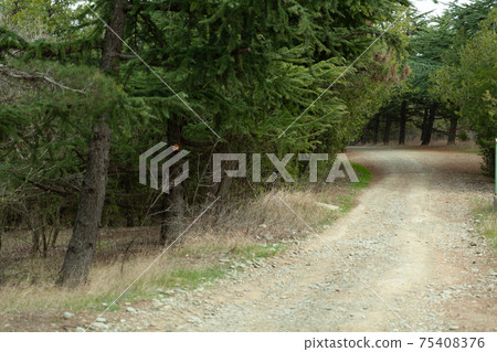 Mtatsminda forest, Tbilisi, Georgia 75408376