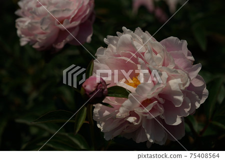 按鈕(淺粉紅色) 按鈕(淺粉紅色) 75408564