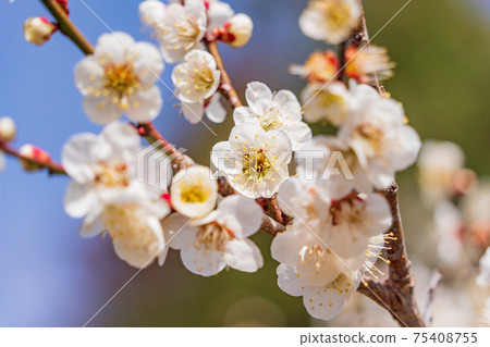 Image of blue sky and white plum Image of blue sky and white plum 75408755