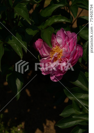 按鈕（淺粉紅色） 75408794
