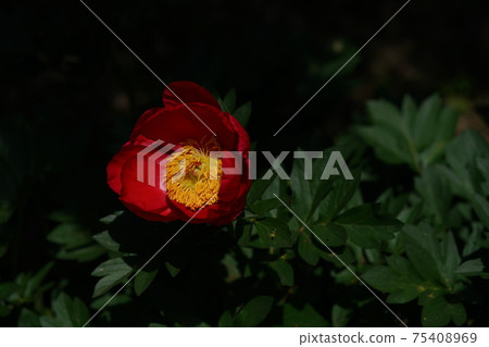 按鈕（紅色） 75408969