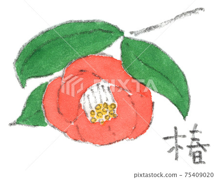 紅色的山茶花的水彩插圖 75409020