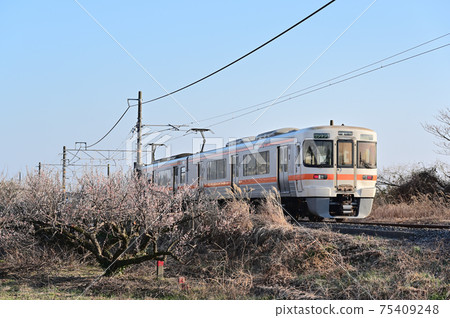 Plum blossom and Gotemba line train 75409248