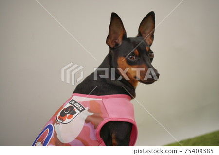 Miniature Pinscher siblings soccer costume Japan national team Photo 137 75409385