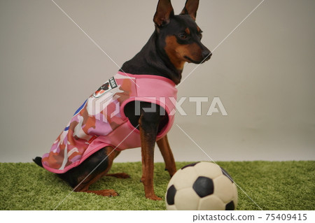 Miniature Pinscher siblings in soccer outfits (Photo 145) Miniature Pinscher siblings in soccer outfits (Photo 145) 75409415