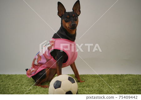 迷你平歇兄弟姐妹足球服裝日本國家隊照片153 75409442