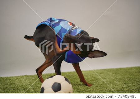Miniature Pinscher siblings in soccer outfits (Photo 170) Miniature Pinscher siblings in soccer outfits (Photo 170) 75409483